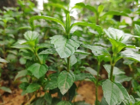鹵地菊