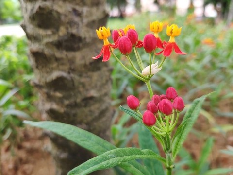 馬利筋