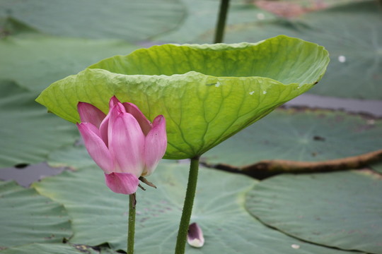 荷花荷葉