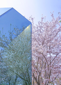 櫻花