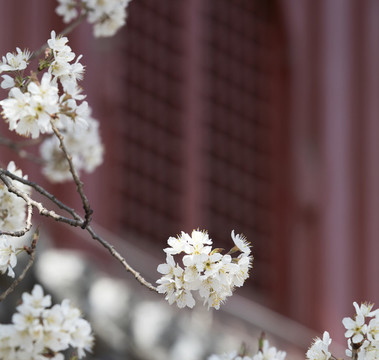 大覺寺
