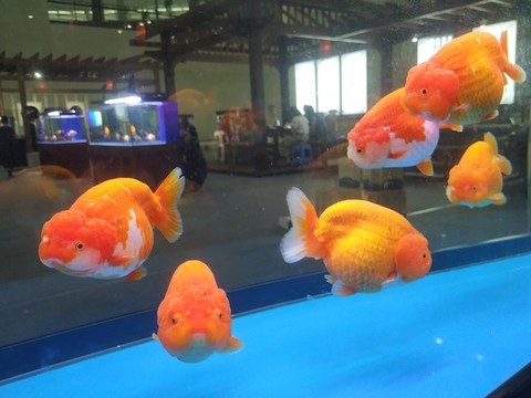 大金魚