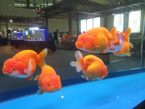大金魚