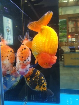 小金魚