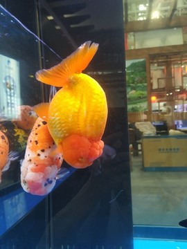 小金魚
