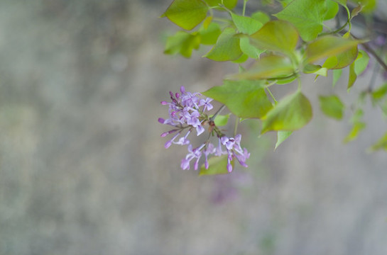 花草