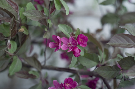 花草