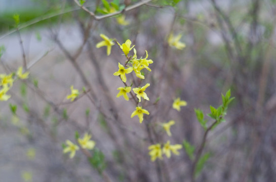 花草