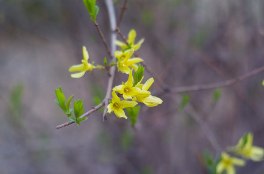 花草