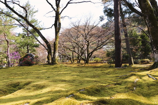 青苔寺日本園林