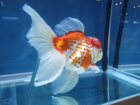 展會金魚