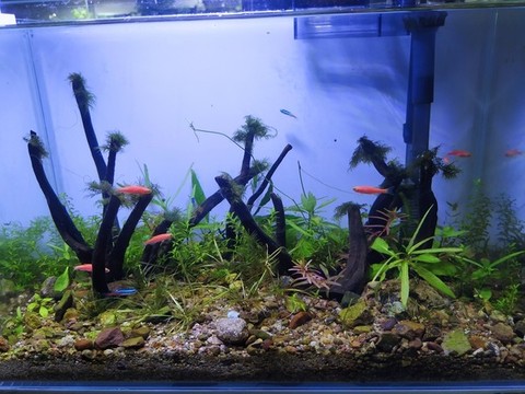 小魚缸植物