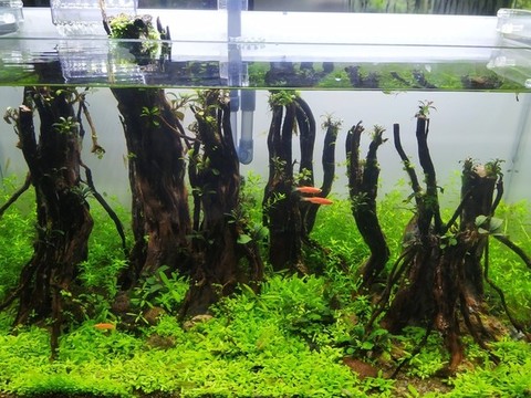 小魚缸
