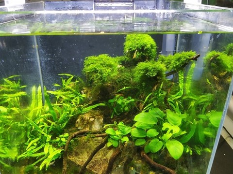 小魚缸