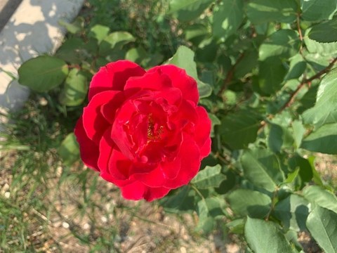 月季花