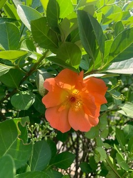 月季花