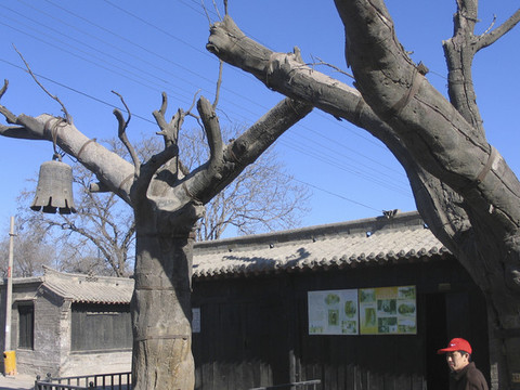 冉莊地道戰(zhàn)大槐樹