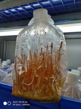 蟲草花