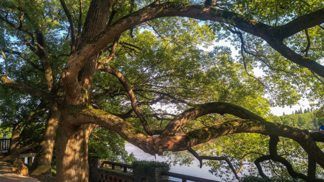 三林村古樹