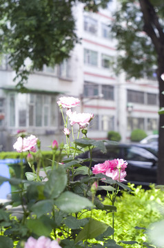 花草