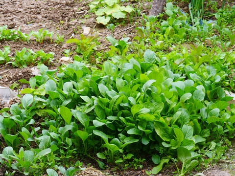 農(nóng)家菜園小白菜
