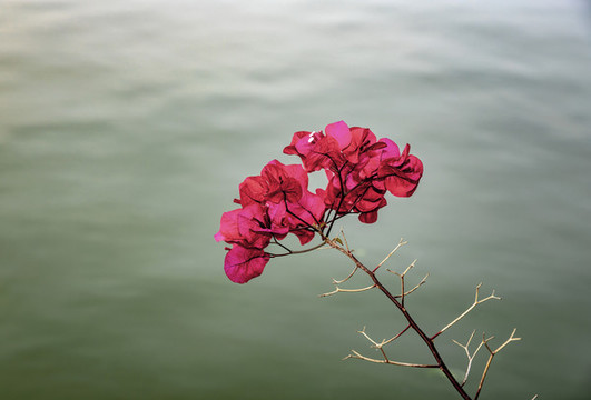 簕杜鵑