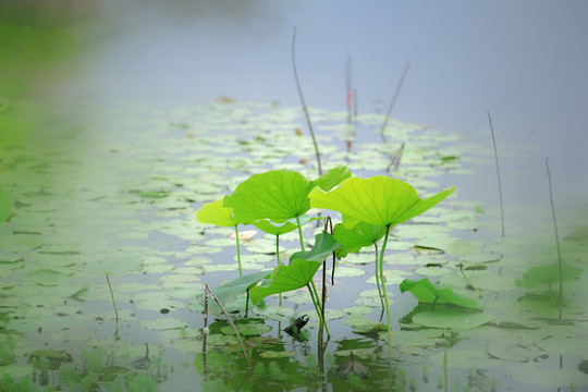 青荷