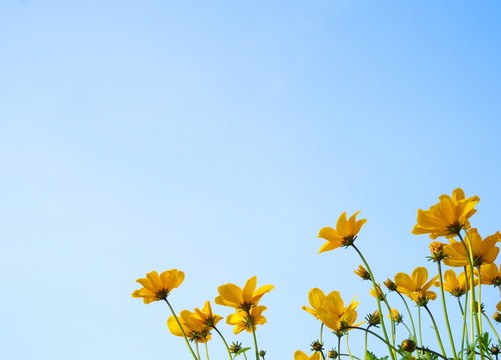 天空背景野菊花攝影圖片