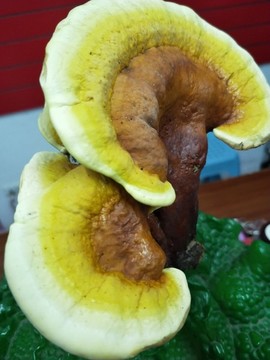 靈芝仙草