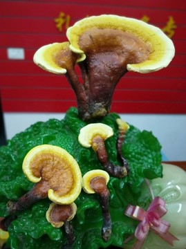 靈芝仙草
