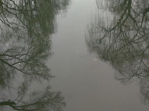 柳樹水中倒影