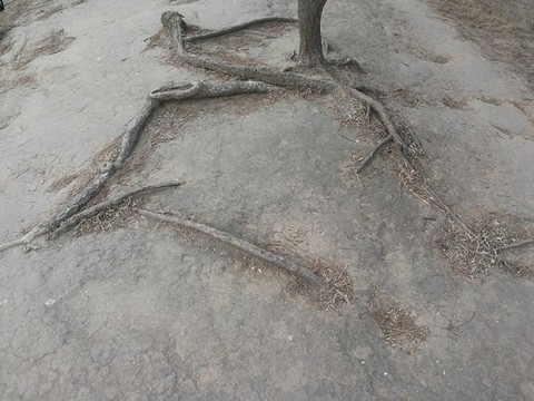 老樹(shù)根