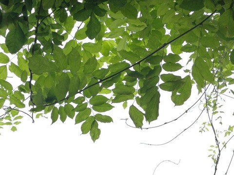綠葉藤蔓天空