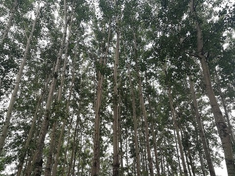 楊樹林