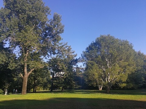 草坪樹林