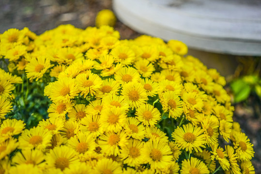 菊花高清大圖