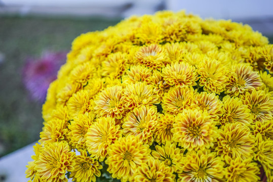 菊花高清大圖