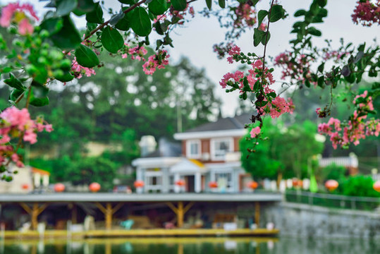 紫薇花風景