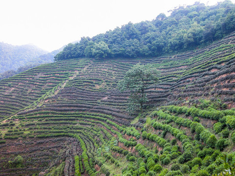 龍井茶山