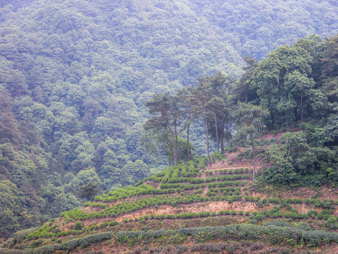 龍井茶山
