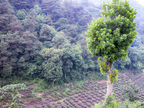 龙井茶山