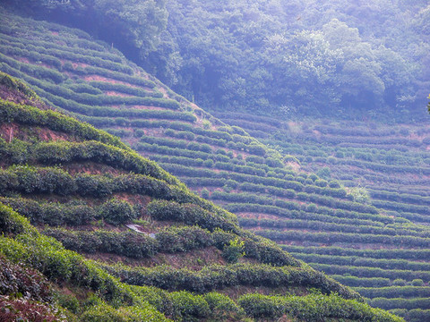 龍井茶山