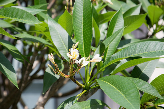 雞蛋花