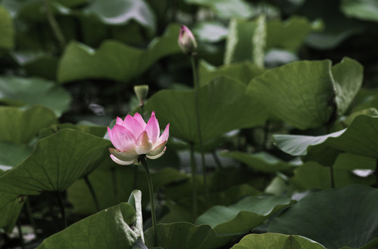 荷花