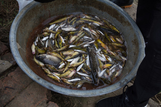 野生雜魚