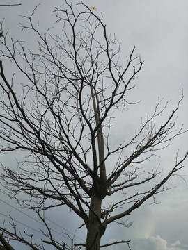 樹枝