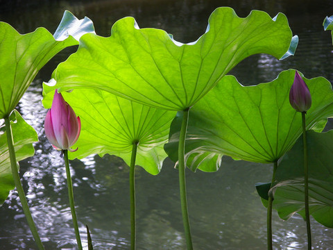 西湖荷花
