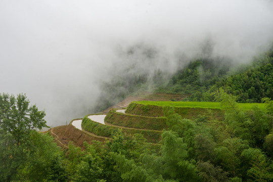 云霧梯田