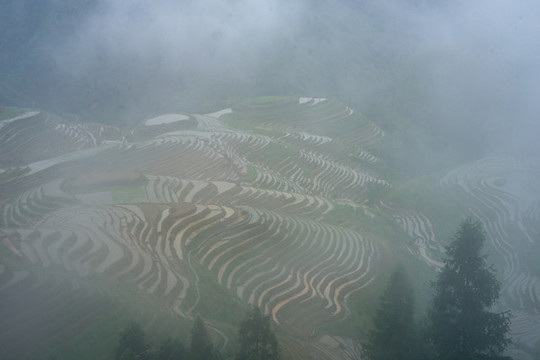 云霧梯田