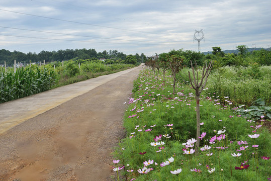 美麗鄉(xiāng)村鄉(xiāng)村道路